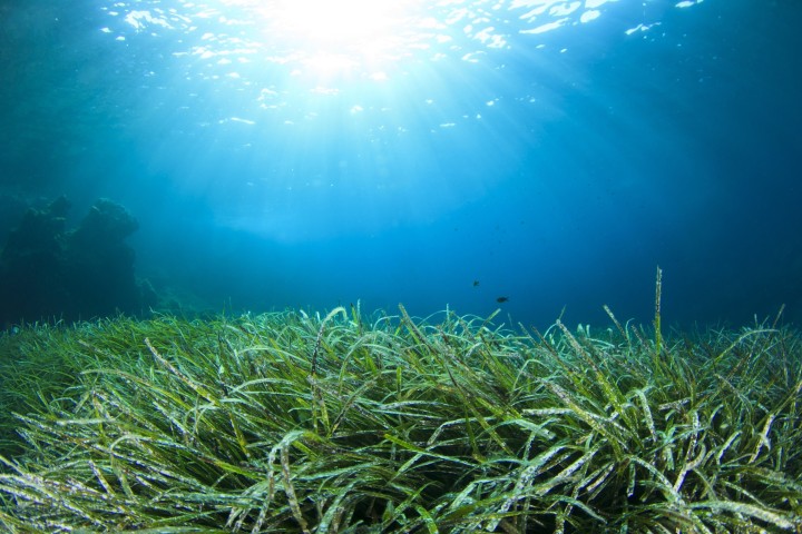Ocean Warming Risks Collapse of Marine Food Web